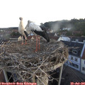 05_50-nest.jpg