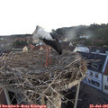 05_55-nest.jpg