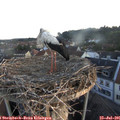 06_00-nest.jpg