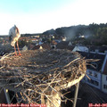 06_20-nest.jpg