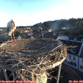 06_25-nest.jpg