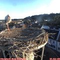 06_30-nest.jpg