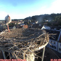 06_35-nest.jpg