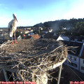 06_45-nest.jpg