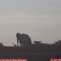 06_50-mast.jpg