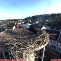 06_50-nest.jpg