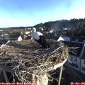06_55-nest.jpg