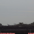 09_10-mast.jpg