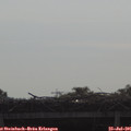 09_15-mast.jpg