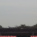 09_20-mast.jpg
