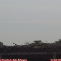 09_30-mast.jpg