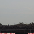 09_45-mast.jpg