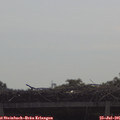 09_50-mast.jpg