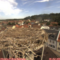 10_50-nest.jpg