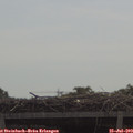 10_55-mast.jpg