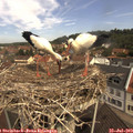 11_00-nest.jpg