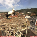11_05-nest.jpg