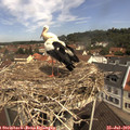 11_10-nest.jpg