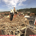 11_15-nest.jpg