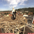 11_20-nest.jpg
