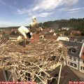 11_30-nest.jpg
