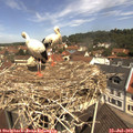 11_35-nest.jpg