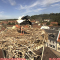 11_40-nest.jpg