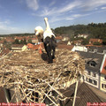 11_45-nest.jpg