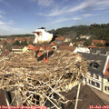 11_50-nest.jpg