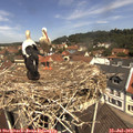 11_55-nest.jpg