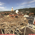 12_00-nest.jpg