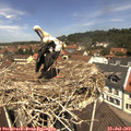 12_05-nest.jpg