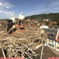 12_10-nest.jpg