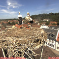 12_20-nest.jpg