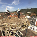 12_35-nest.jpg
