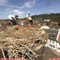 12_40-nest.jpg