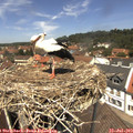 12_45-nest.jpg