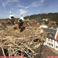 12_50-nest.jpg