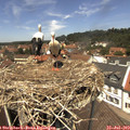 12_55-nest.jpg