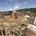 13_00-nest.jpg