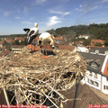 13_05-nest.jpg