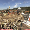 13_10-nest.jpg