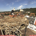 13_15-nest.jpg