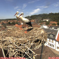 13_20-nest.jpg