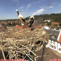 13_25-nest.jpg