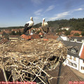 13_35-nest.jpg