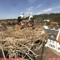 13_40-nest.jpg