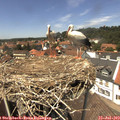 13_45-nest.jpg