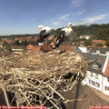 13_50-nest.jpg