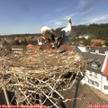 13_55-nest.jpg
